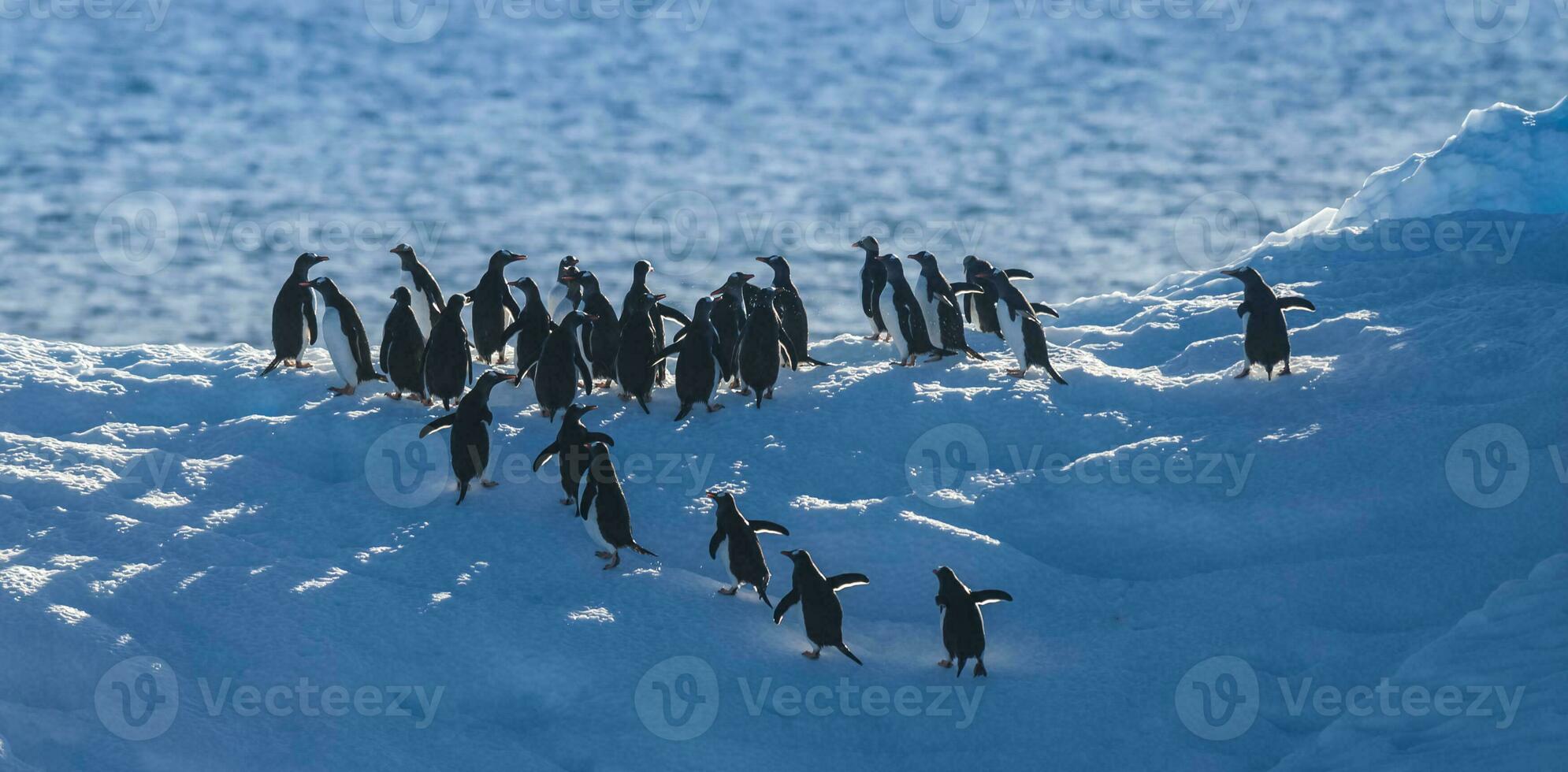 gentoo pinguim, pigoscelis papua, em iceberg, antartica foto