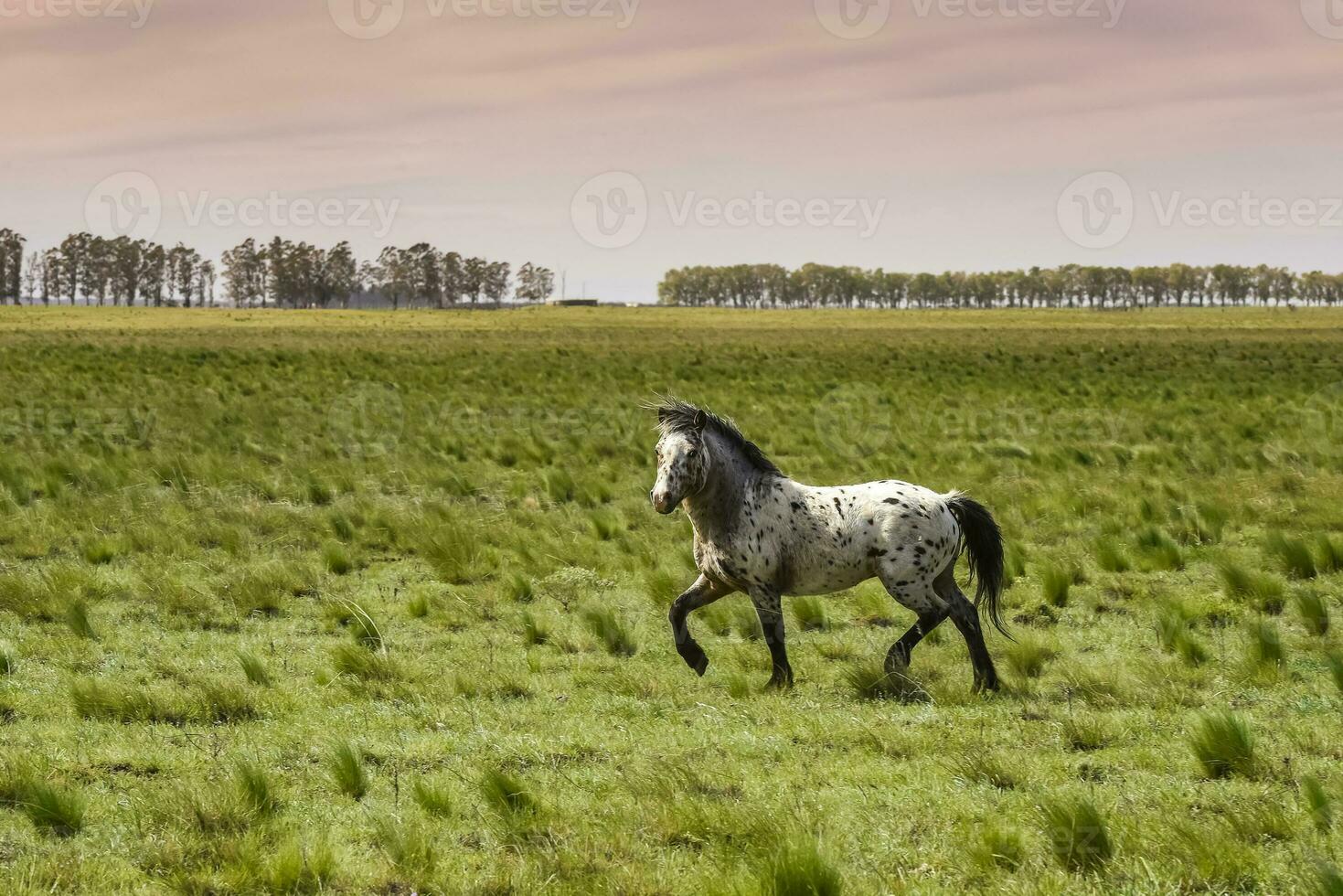 rebanho do cavalos dentro a zona rural, la pampa província, Patagônia, Argentina. foto