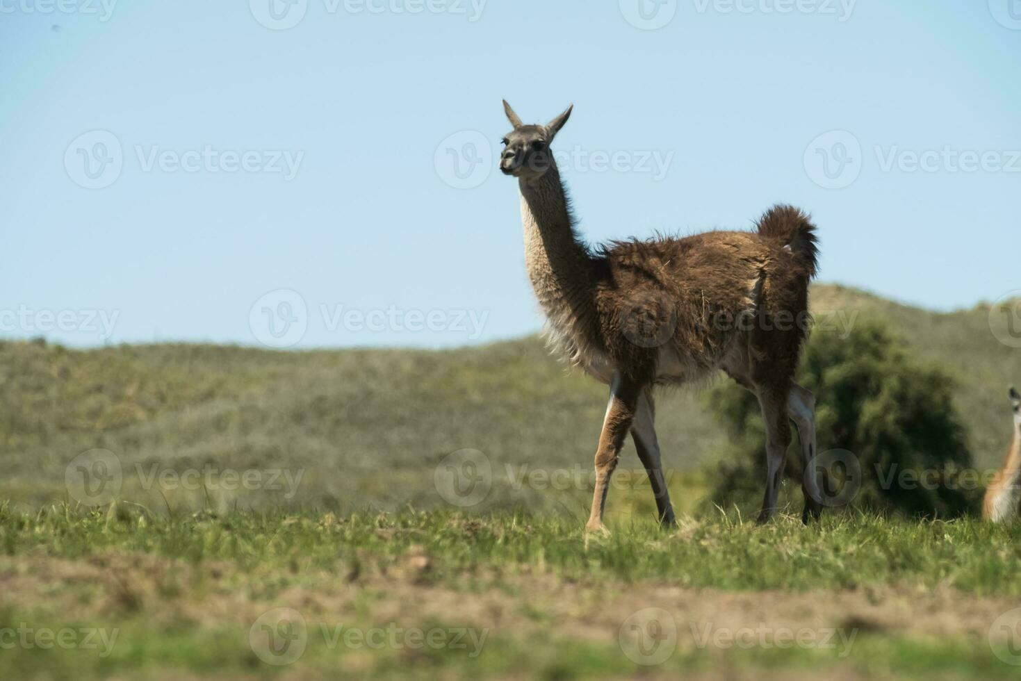 guanacos dentro pampas Relva ambiente, la pampa, Patagônia, Argentina. foto