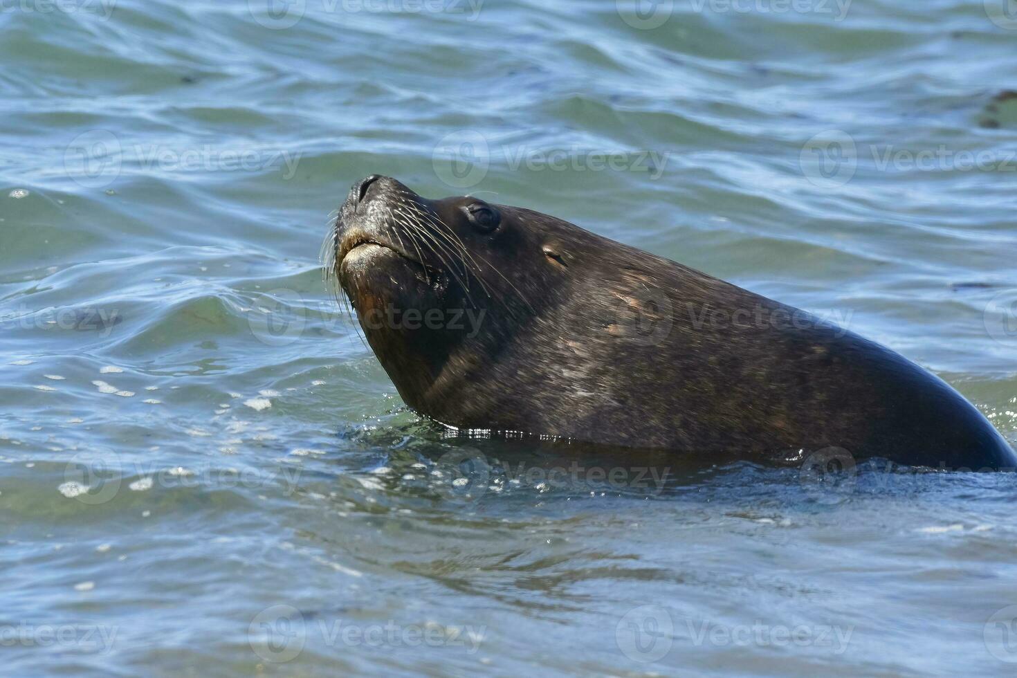 masculino mar leão , Patagônia, Argentina foto