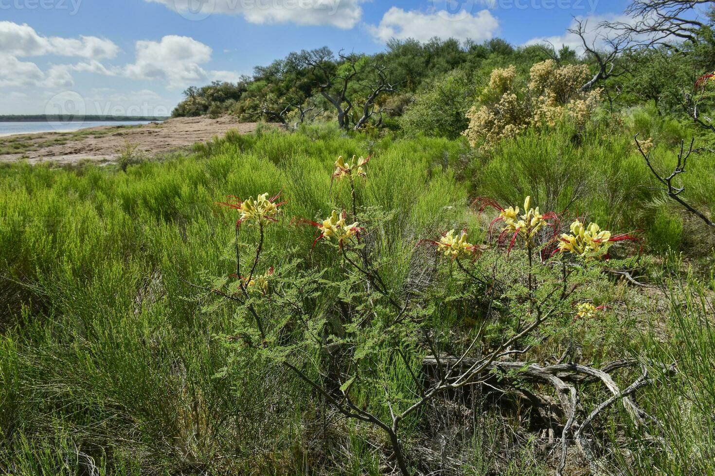 caldeirão floresta Relva paisagem, la pampa província, Patagônia, Argentina. foto