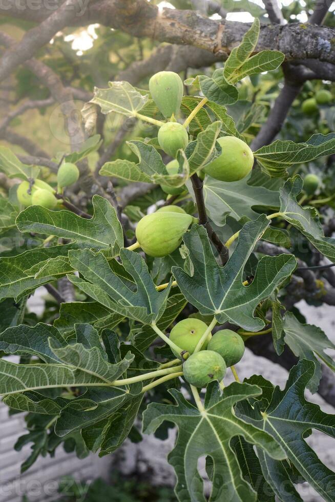 figos em a plantar, pronto para colheita, la pampa, Argentina foto