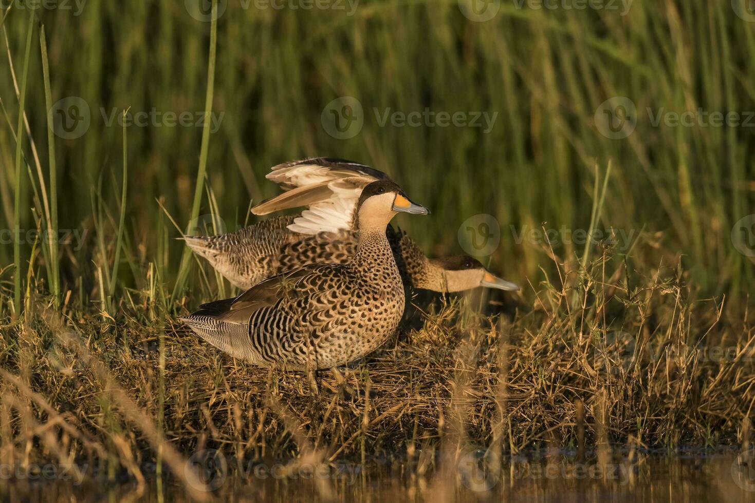 prata cerceta, espátula versicolor, dentro lagoa ambiente, la pampa, Argentina. foto