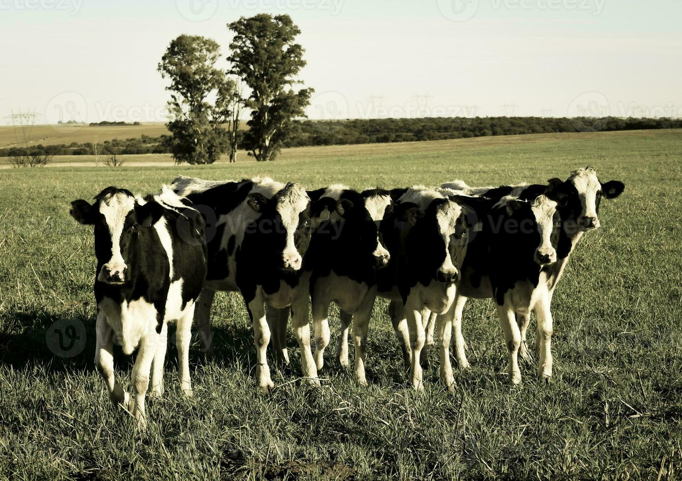 vacas dentro a Argentino campo, pampas, patagônia, argentina foto