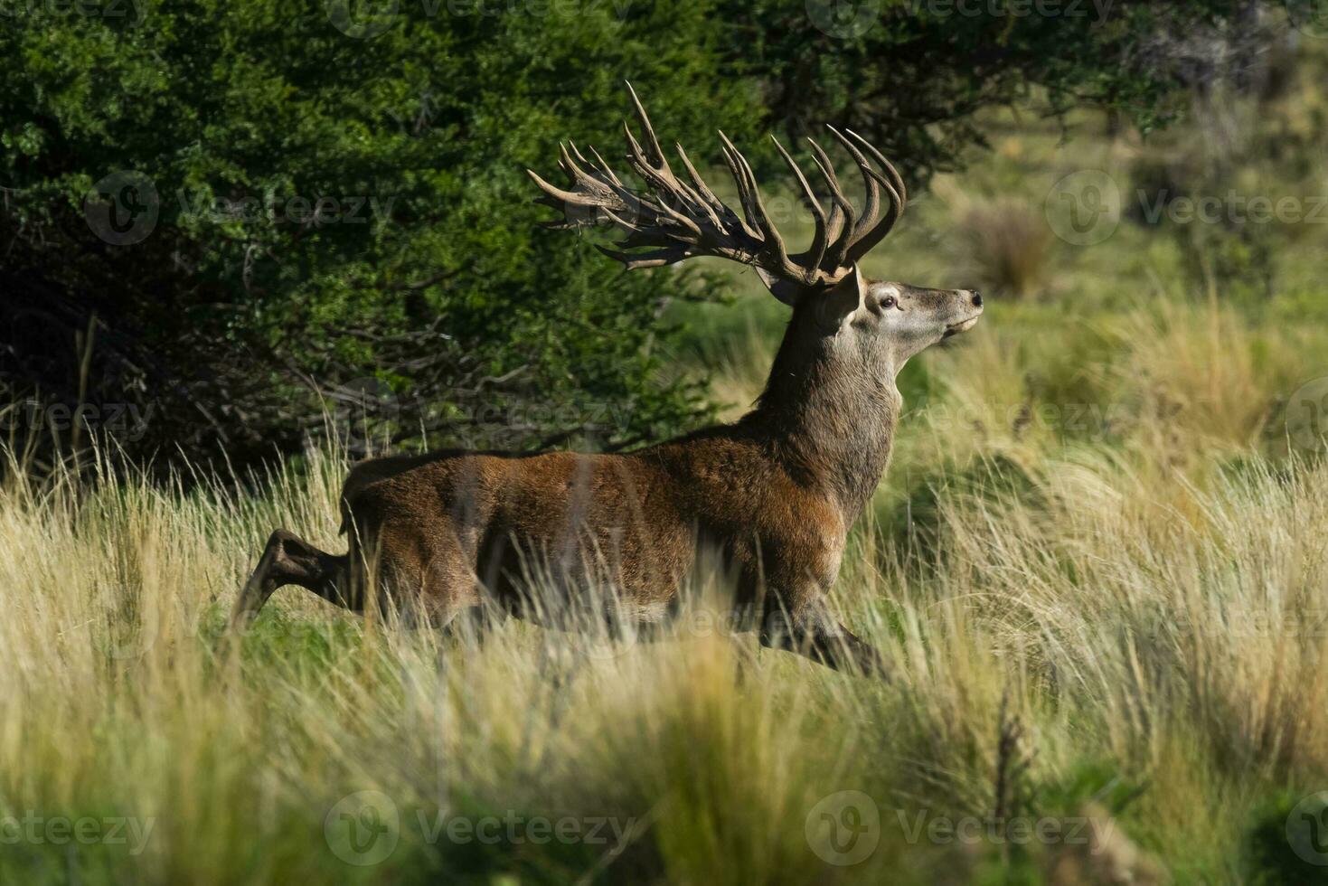 vermelho cervo, masculino rugindo dentro la pampa, Argentina, parque luro, natureza reserva foto