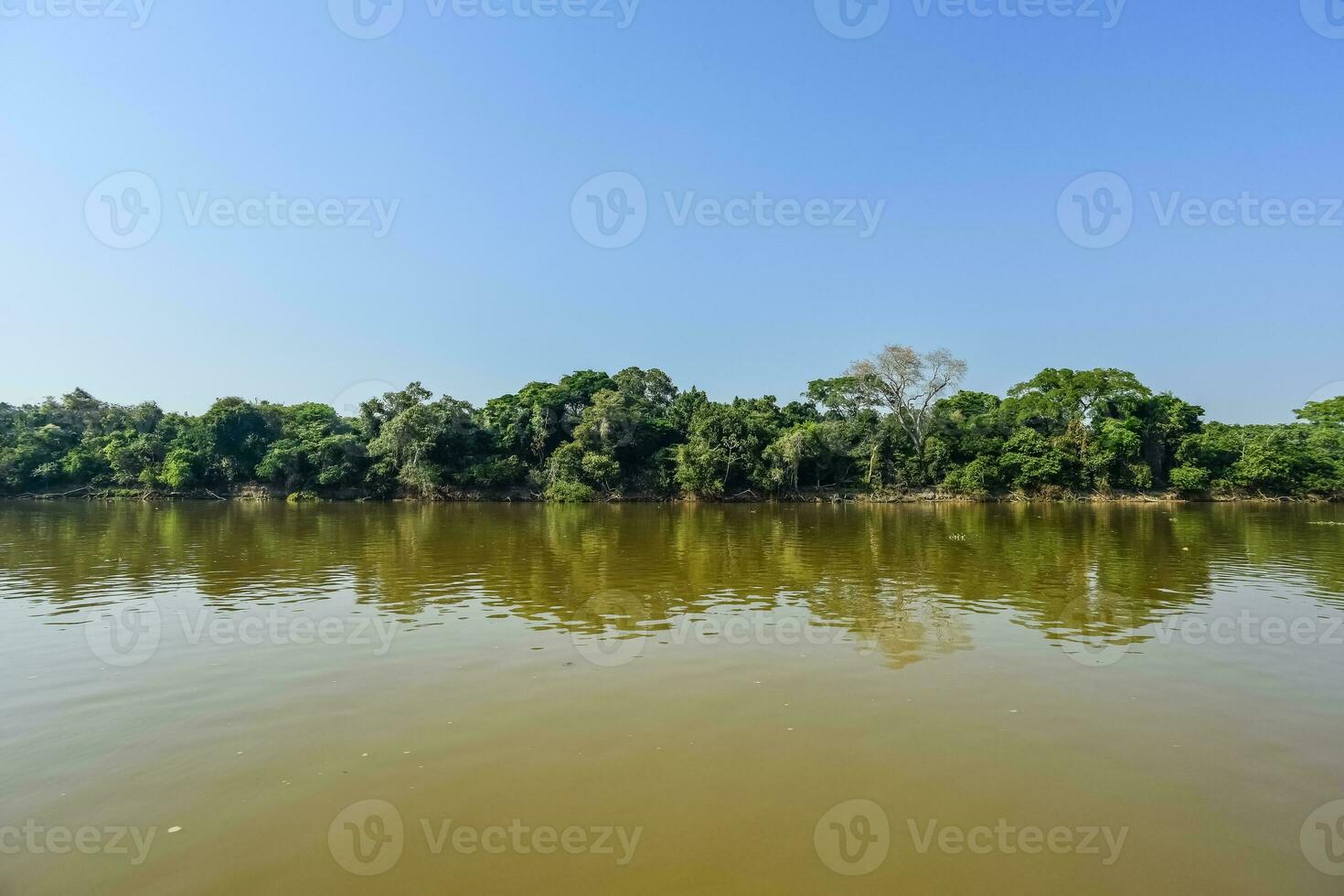 rio panorama e selva, pantanal, Brasil foto