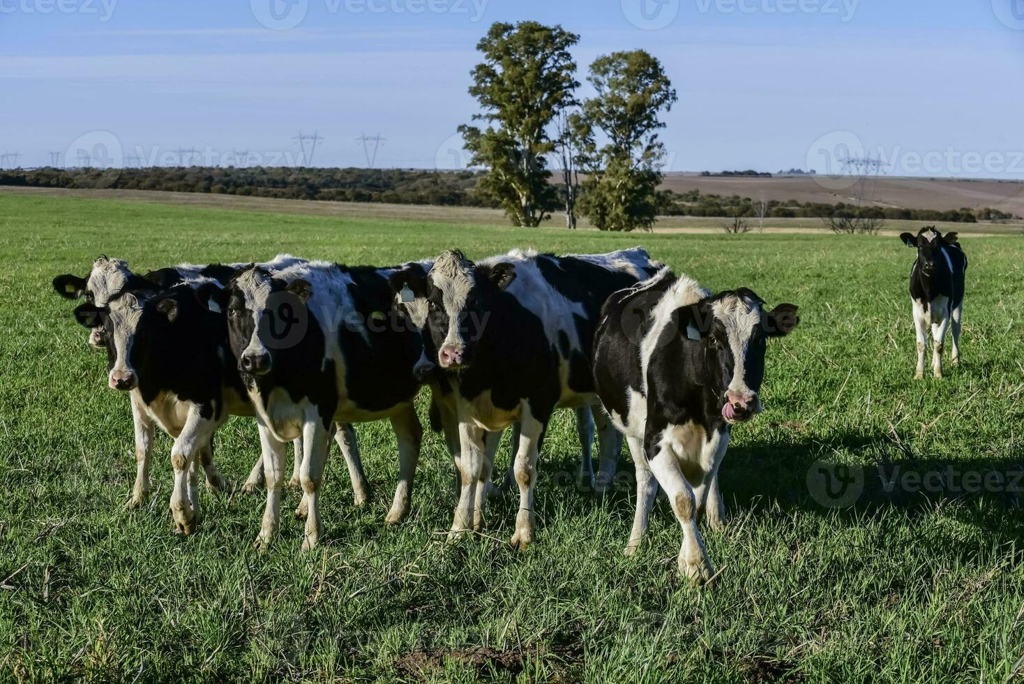 laticínios vaca dentro pampas campo, patagônia, argentina foto