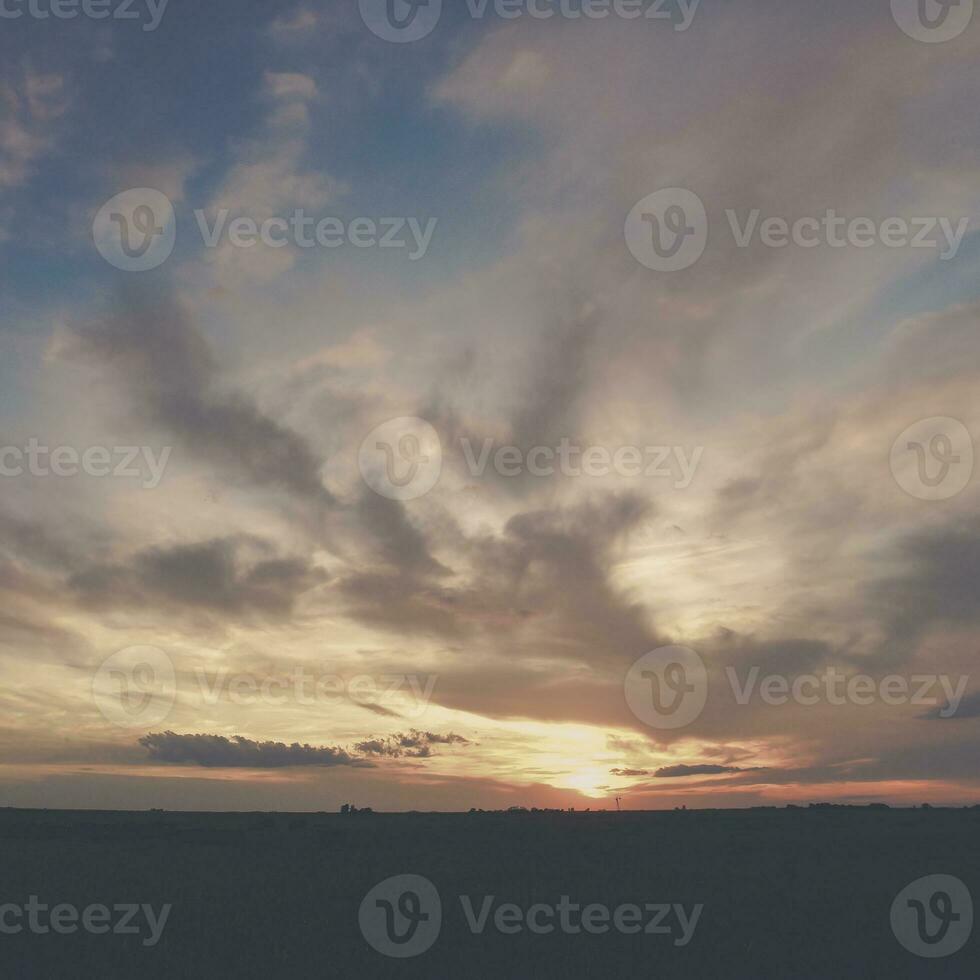 vacas às pôr do sol dentro la pampa, Argentina foto