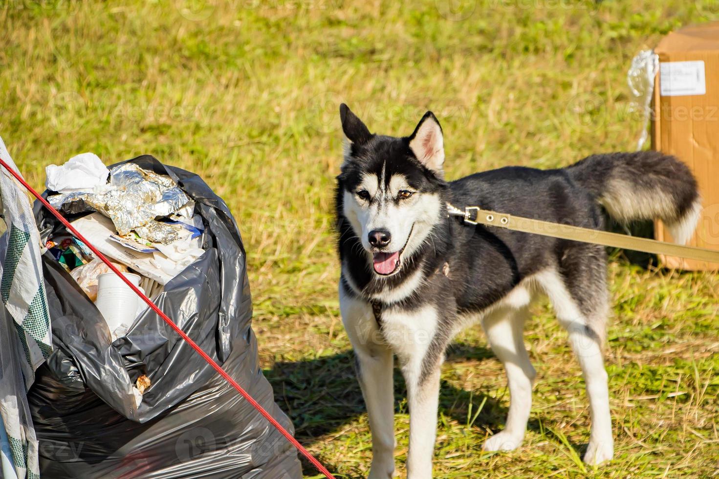 cão na coleira perto de sacos de lixo. o problema de treinar animais de estimação. o animal está procurando comida no lixo. foto