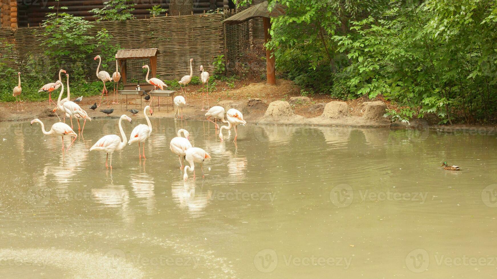 branco pelicanos em a lago com arbustos, árvores rebanho do família do pássaros dentro natureza. foto