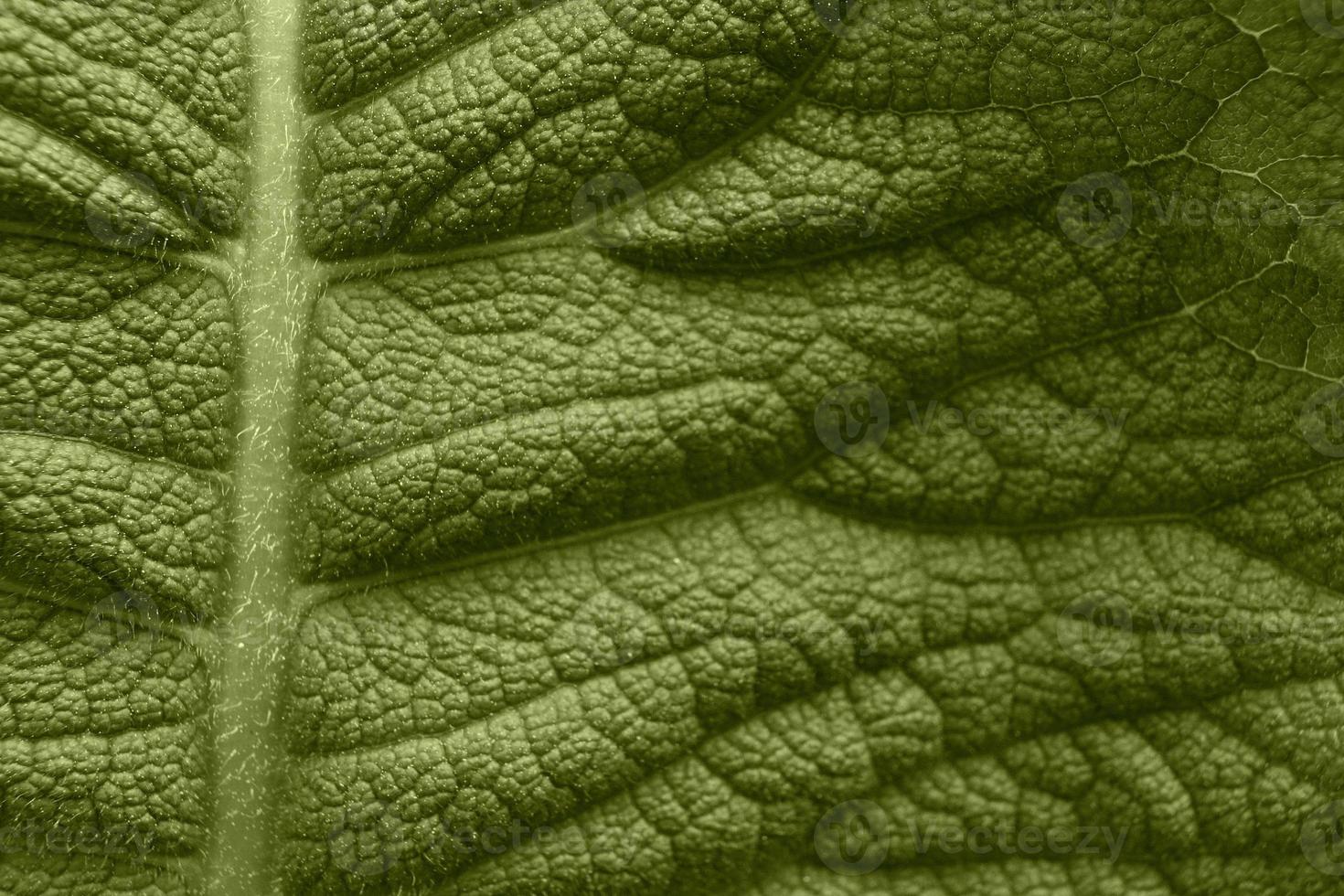 textura de folha verde grande foto