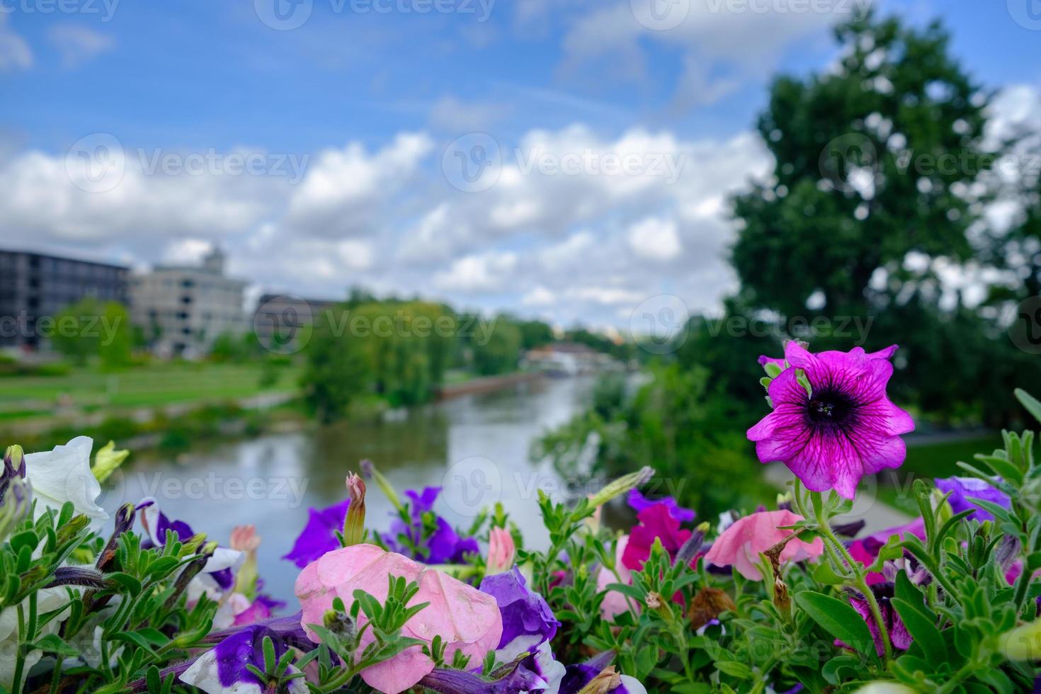 petúnias coloridas em heilbronn, alemanha foto