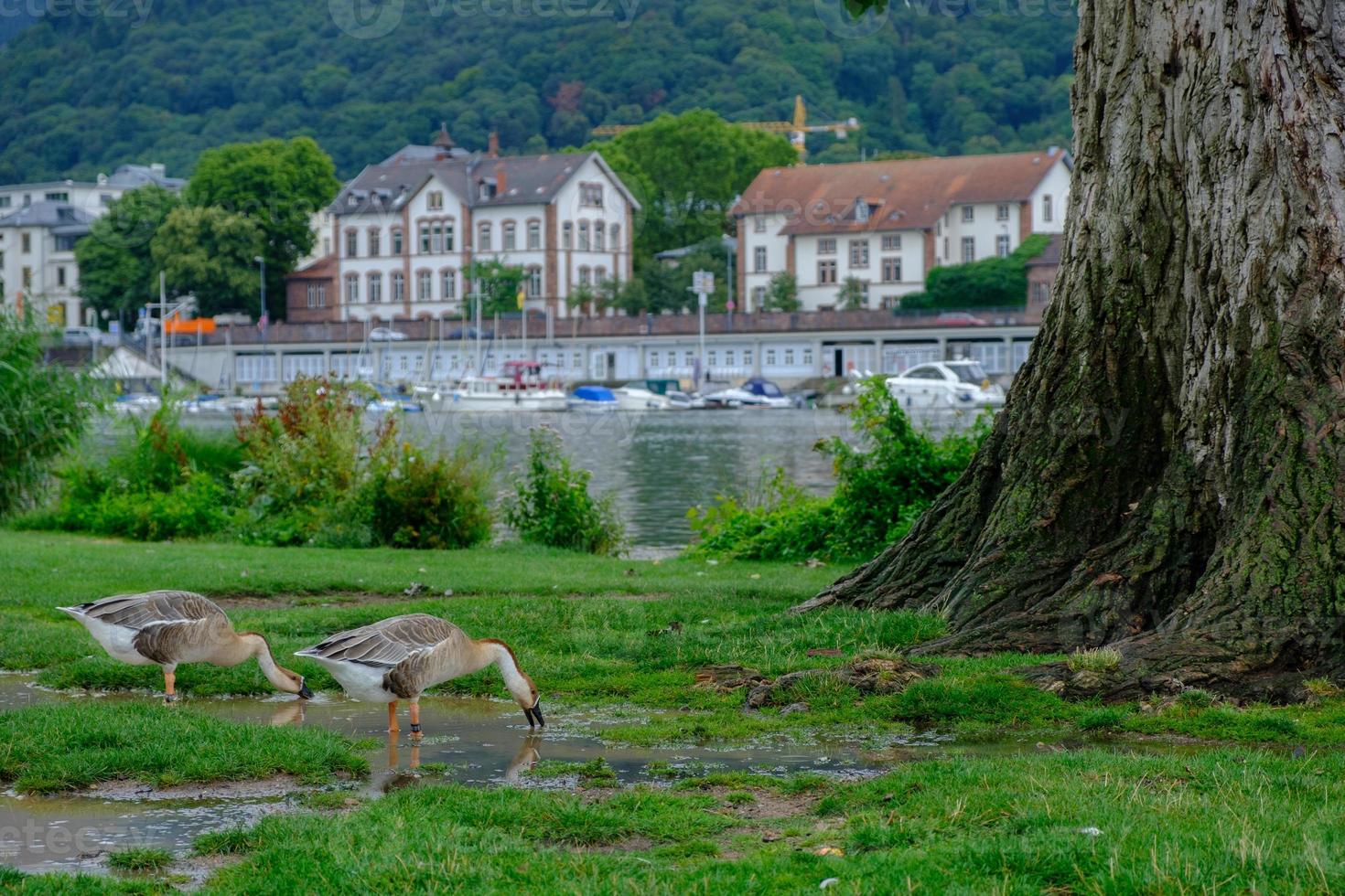 gansos do canadá bebendo água no parque neckarwiese, heidelberg, alemanha foto