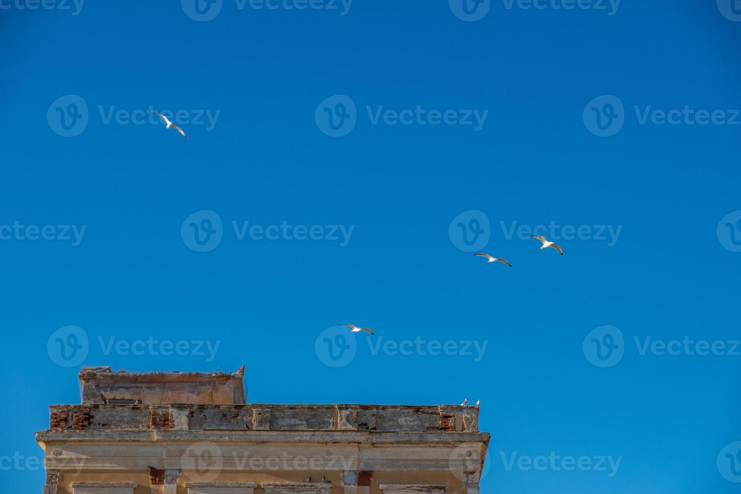 gaivotas e pombos em aegina, grécia foto