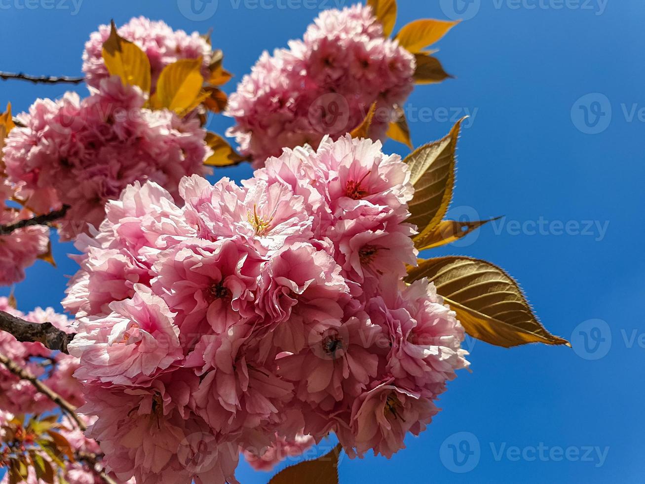 flor de flores rosa sakura foto