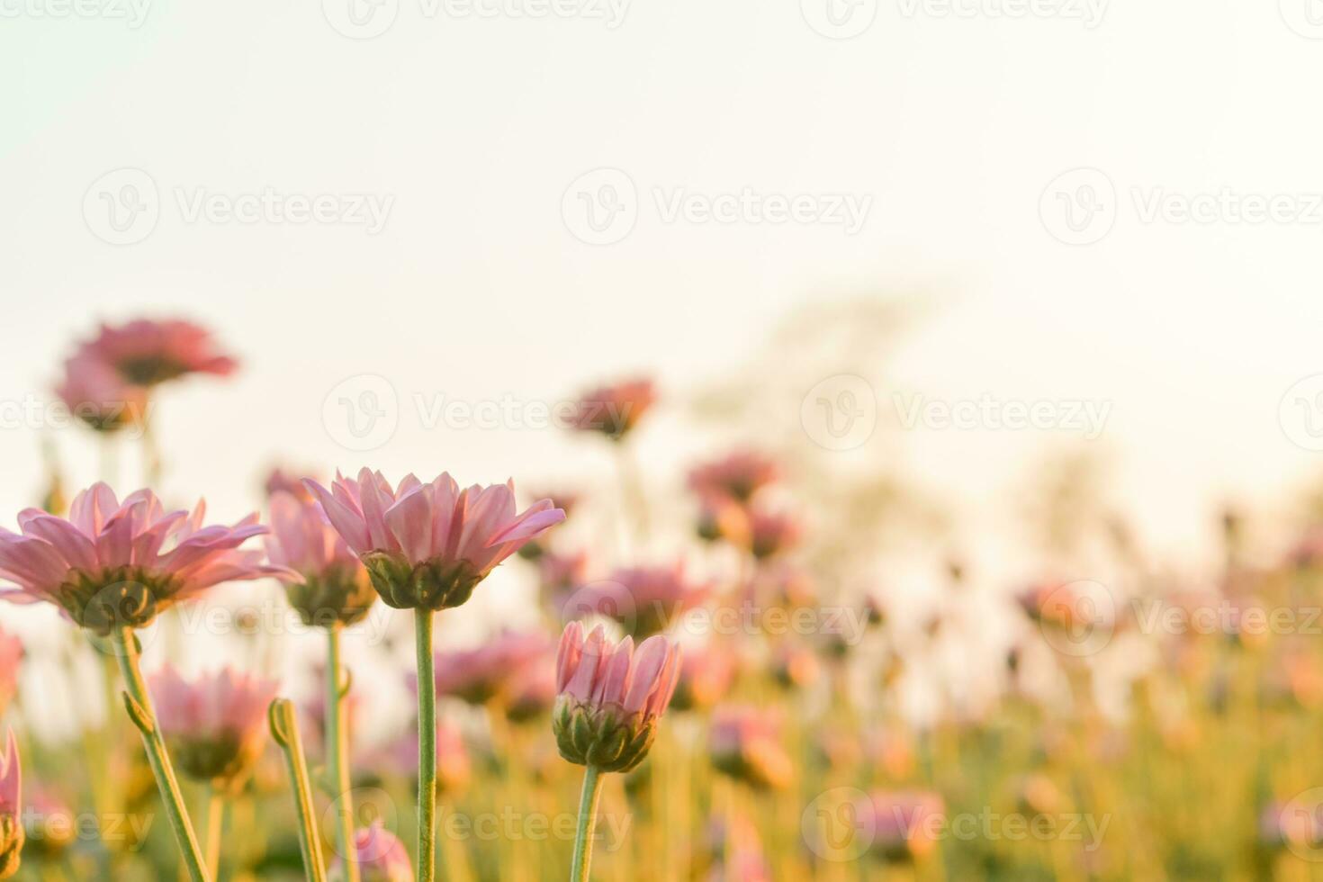 Rosa crisântemo flor dentro campo com flare a partir de brilho do sol e doce caloroso bokeh fundo. foto