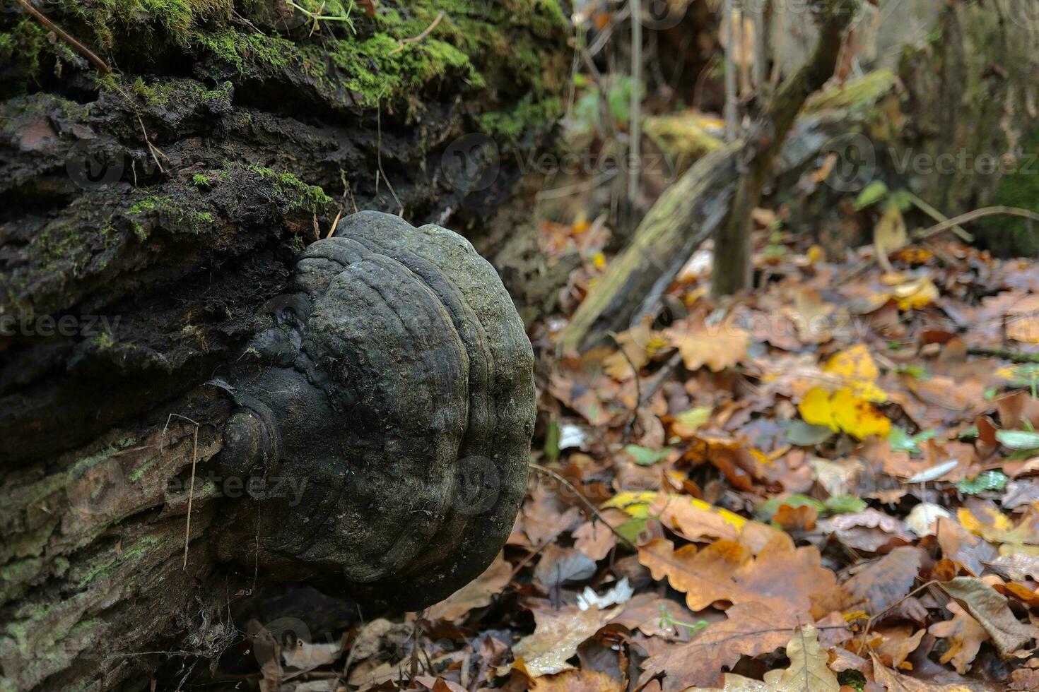 Tinder fungo dentro outono floresta, outono folhas foto