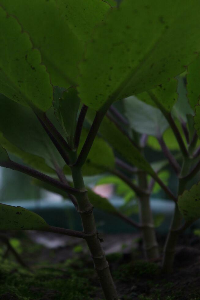 verde folhas em uma árvore dentro a jardim, fechar-se do foto, escalada plantar, coccinia grande, escalada plantar foto