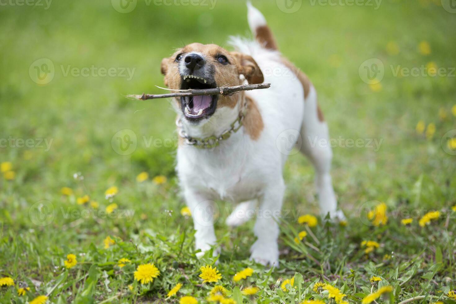 engraçado cachorro jack russell procriar tocam com uma bastão em a verão grama. lindo cachorro dentro natureza. foto