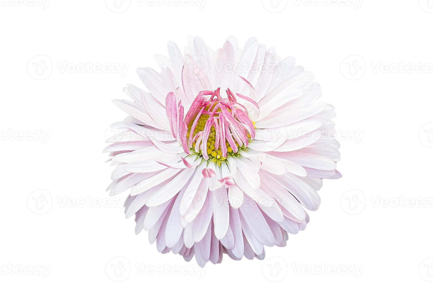 flor rosa em fundo isolado foto