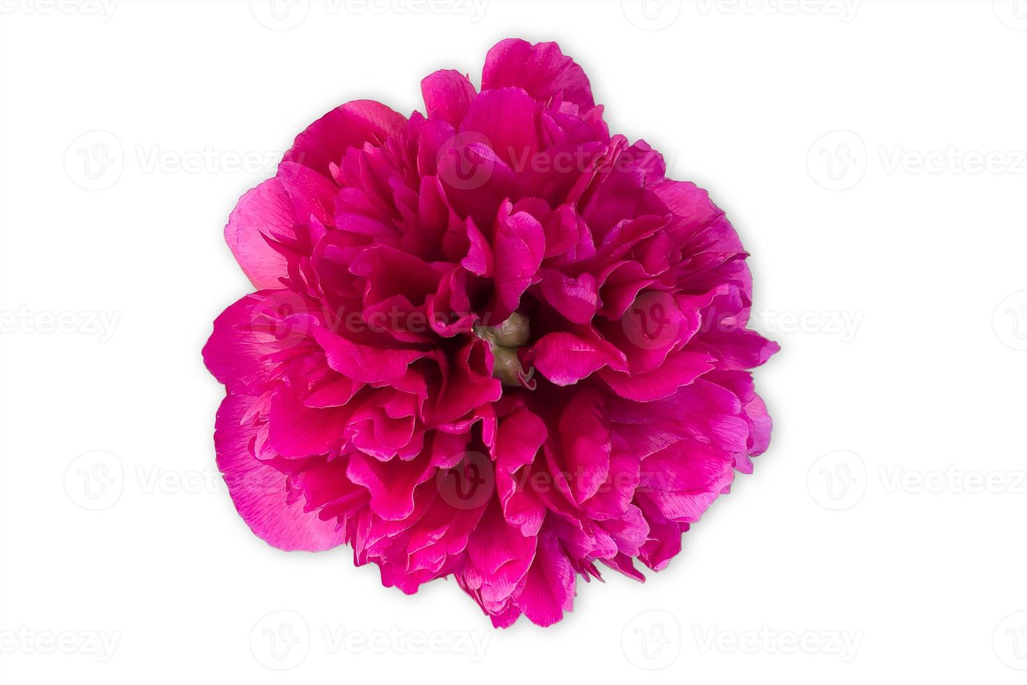 botão de flor de peônia vermelho brilhante ou roxo sob luz artificial, isolado no fundo branco foto