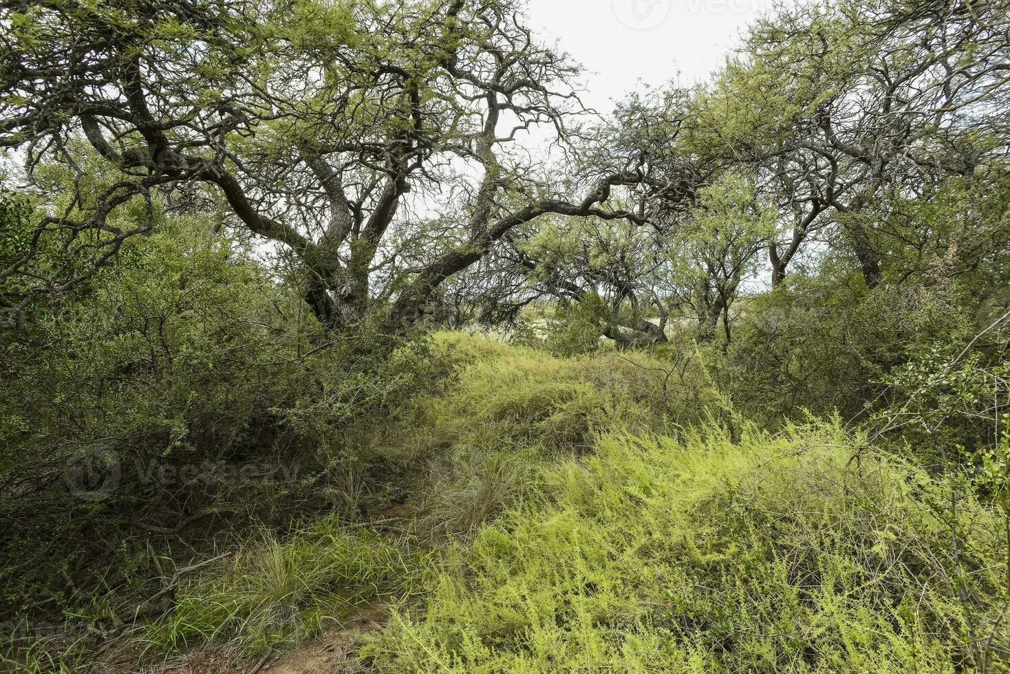 variedade do plantar espécies dentro caldeirão floresta meio Ambiente foto