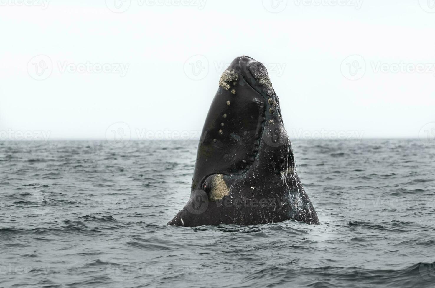 sulista certo baleia pulando , Península valdes patagônia , Argentina foto