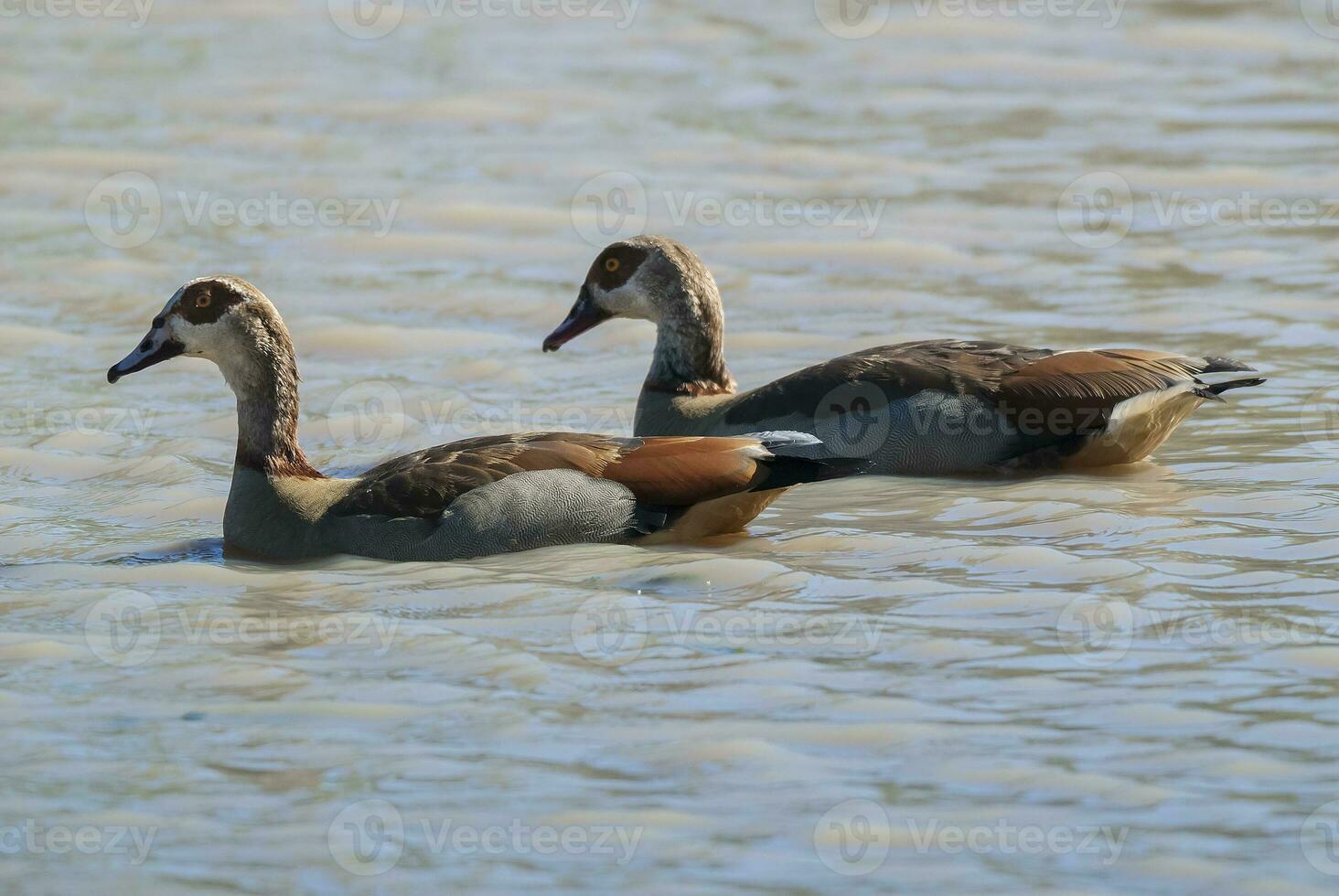 egípcio Ganso Alopochen aegyptiaca Kruger nacional parque, sul África foto