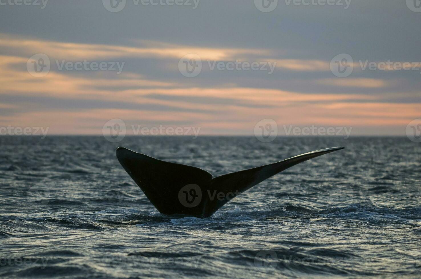 baleia rabo casualidade, Patagônia, Argentina foto