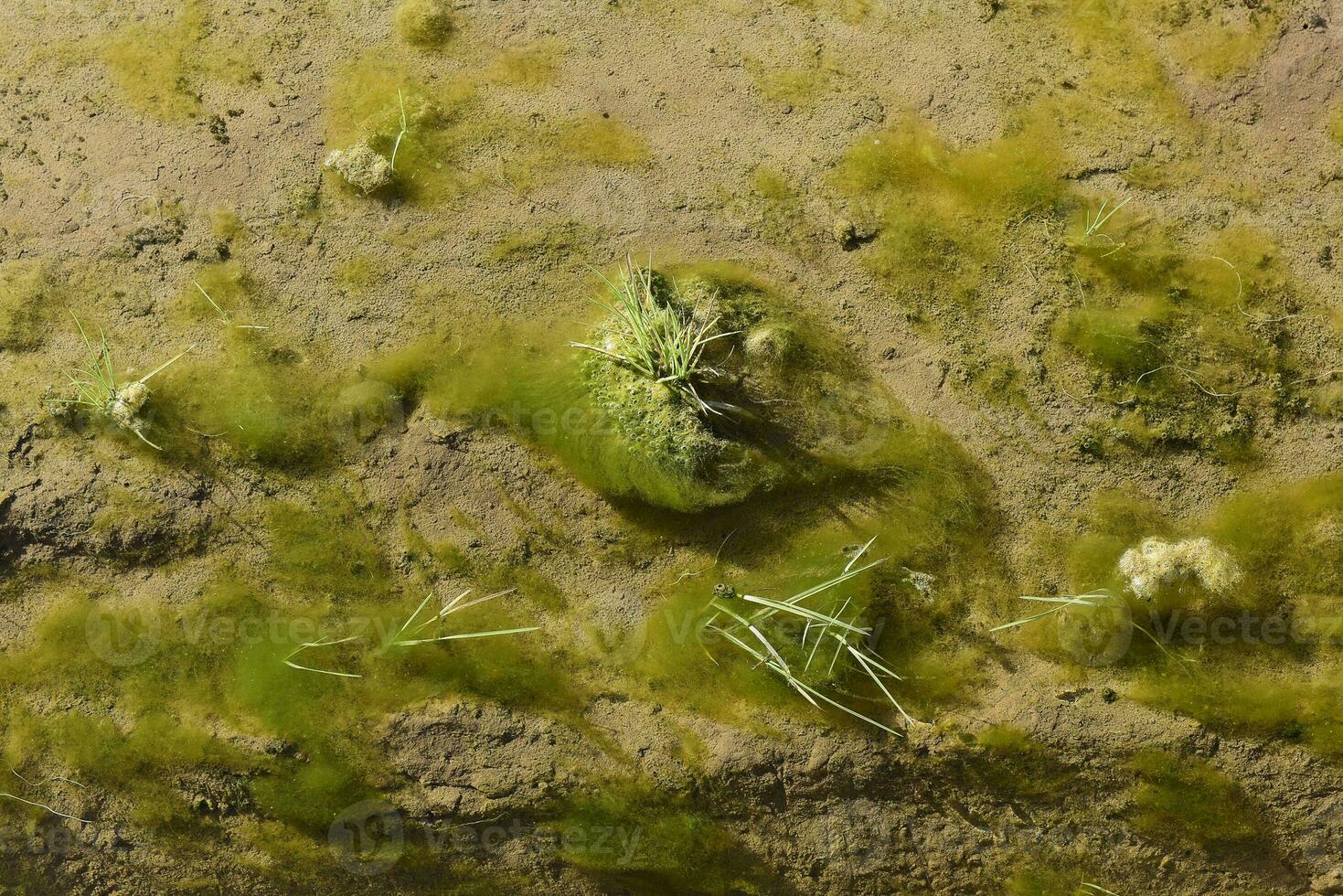 verde algas dentro aquático meio Ambiente , Patagônia, Argentina. foto