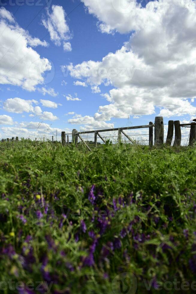 Primavera estação paisagem, la pampa foto