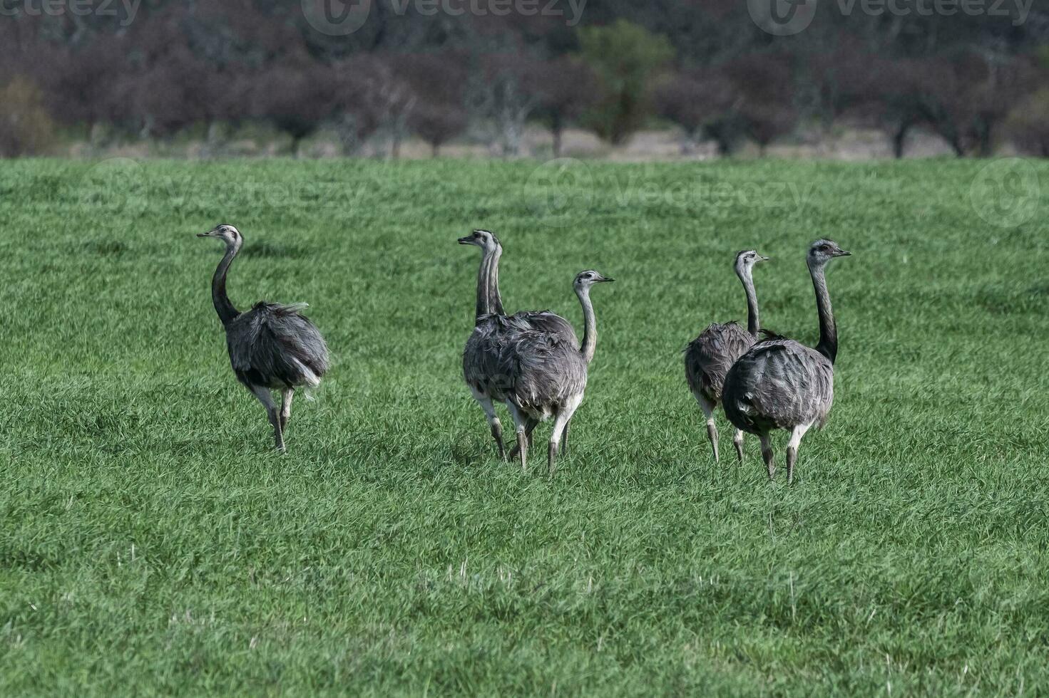 maior ema, ema americana, dentro pampas coutryside ambiente, la pampa província, ,brasil. foto