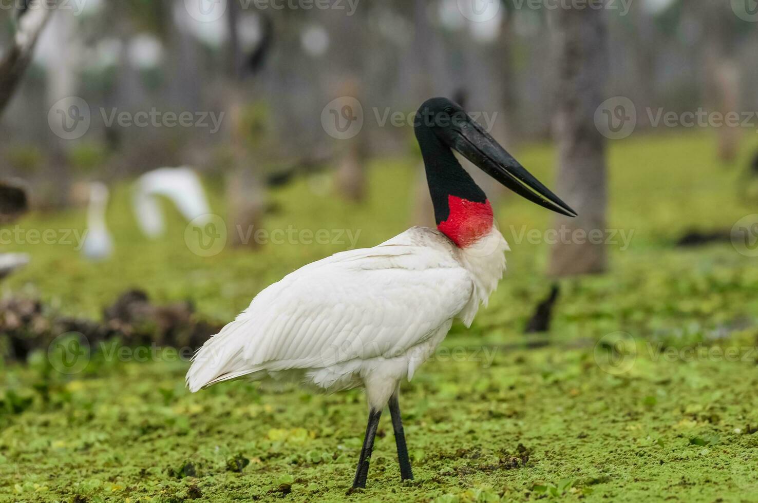 jabiru cegonha, dentro pantanal ambiente, la estrella pântano, Formosa província, Argentina. foto