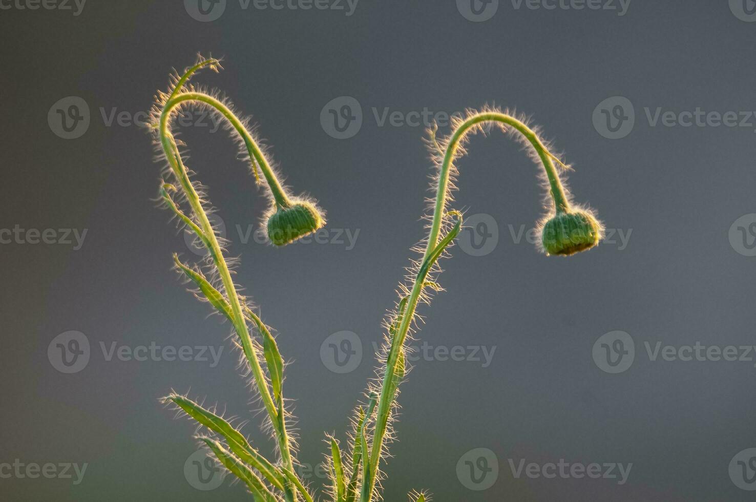 tricomas em a haste do uma flores silvestres com uma broto, caldeirão floresta, la pampa Argentina foto