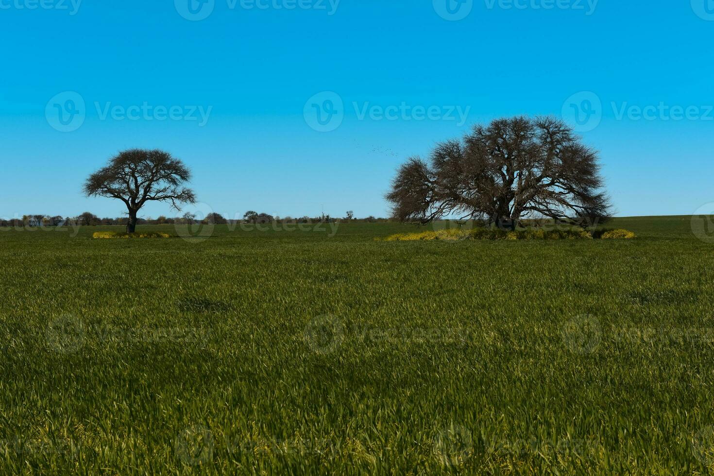 colorida paisagem, pampas, Argentina foto