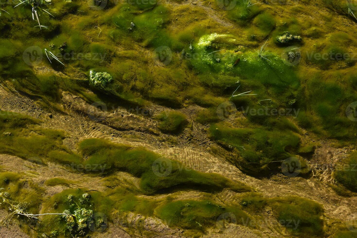 verde algas dentro aquático meio Ambiente , Patagônia, Argentina. foto