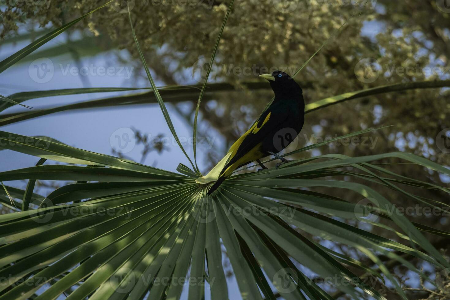 de asas douradas cacique, cacico crisóptero, empoleirado, pantanal, mato grosso, brasil. foto