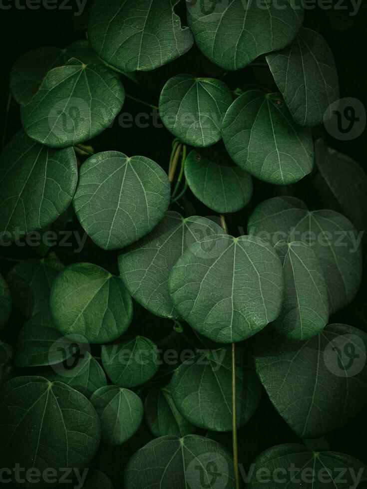 temperamental verde folhas do uma selvagem videira plantar. foto