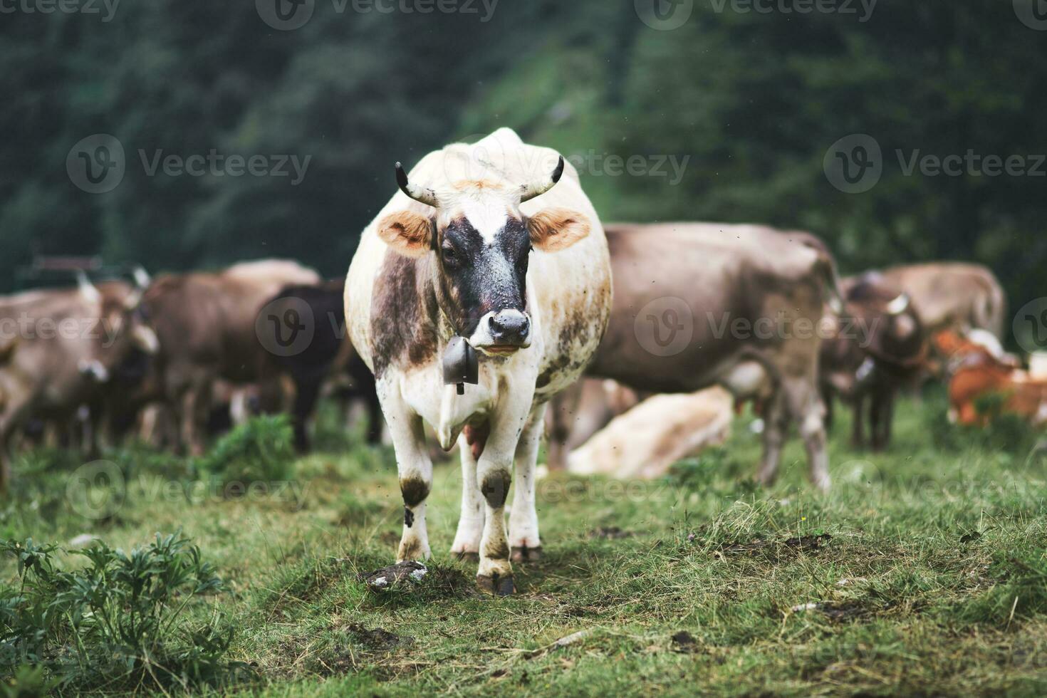 vaca com grande chifres dentro pasto foto
