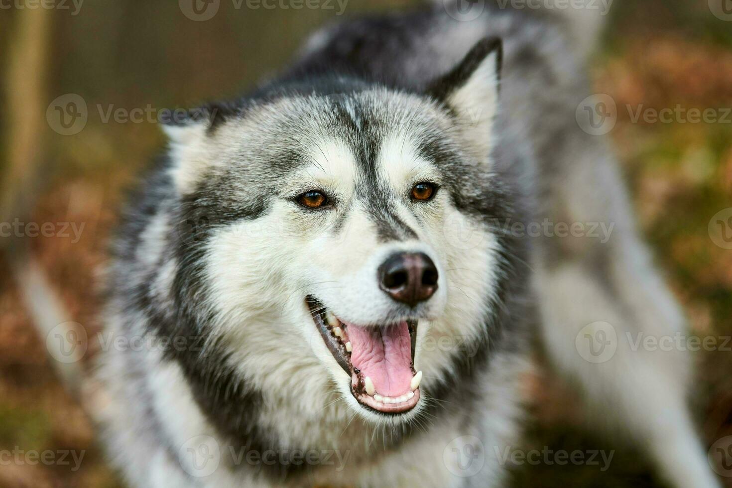 siberian rouco cachorro retrato com Castanho olhos e cinzento casaco cor, fofa trenó cachorro procriar foto