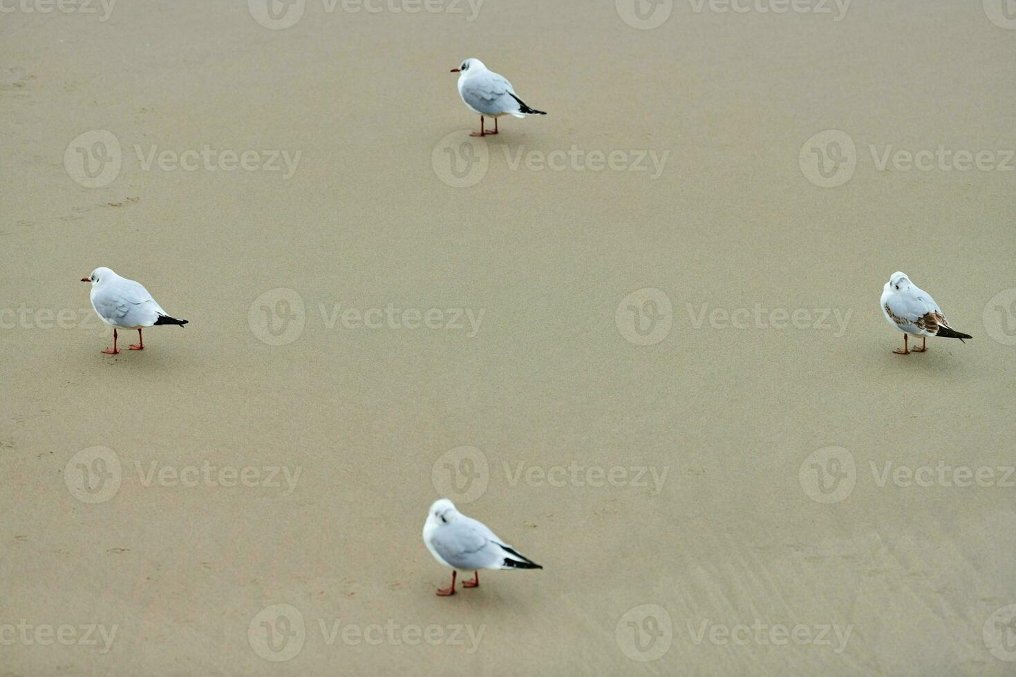 gaivotas andando na praia perto do mar Báltico foto