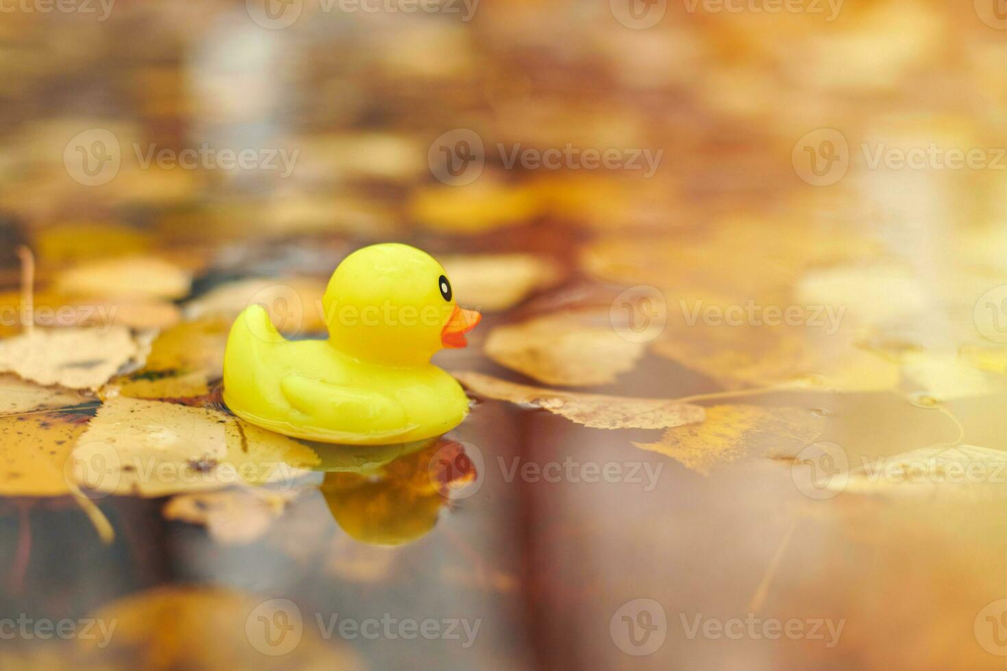 brinquedo de pato na poça de outono com folhas foto