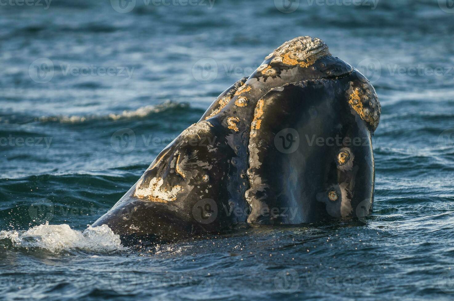 uma baleia dentro a água foto