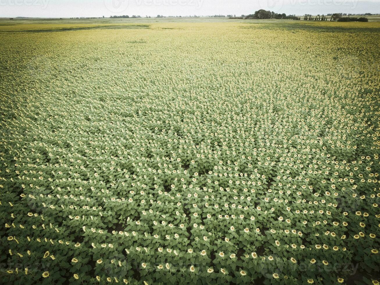 girassol cultivo, aéreo visualizar, dentro pampas região, Argentina foto