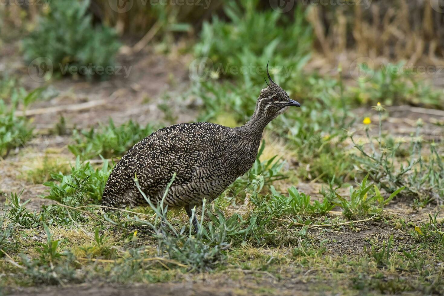 elegante com crista tinamou, eudromia elegantes, pampas pastagem ambiente, la pampa província, Patagônia, Argentina. foto