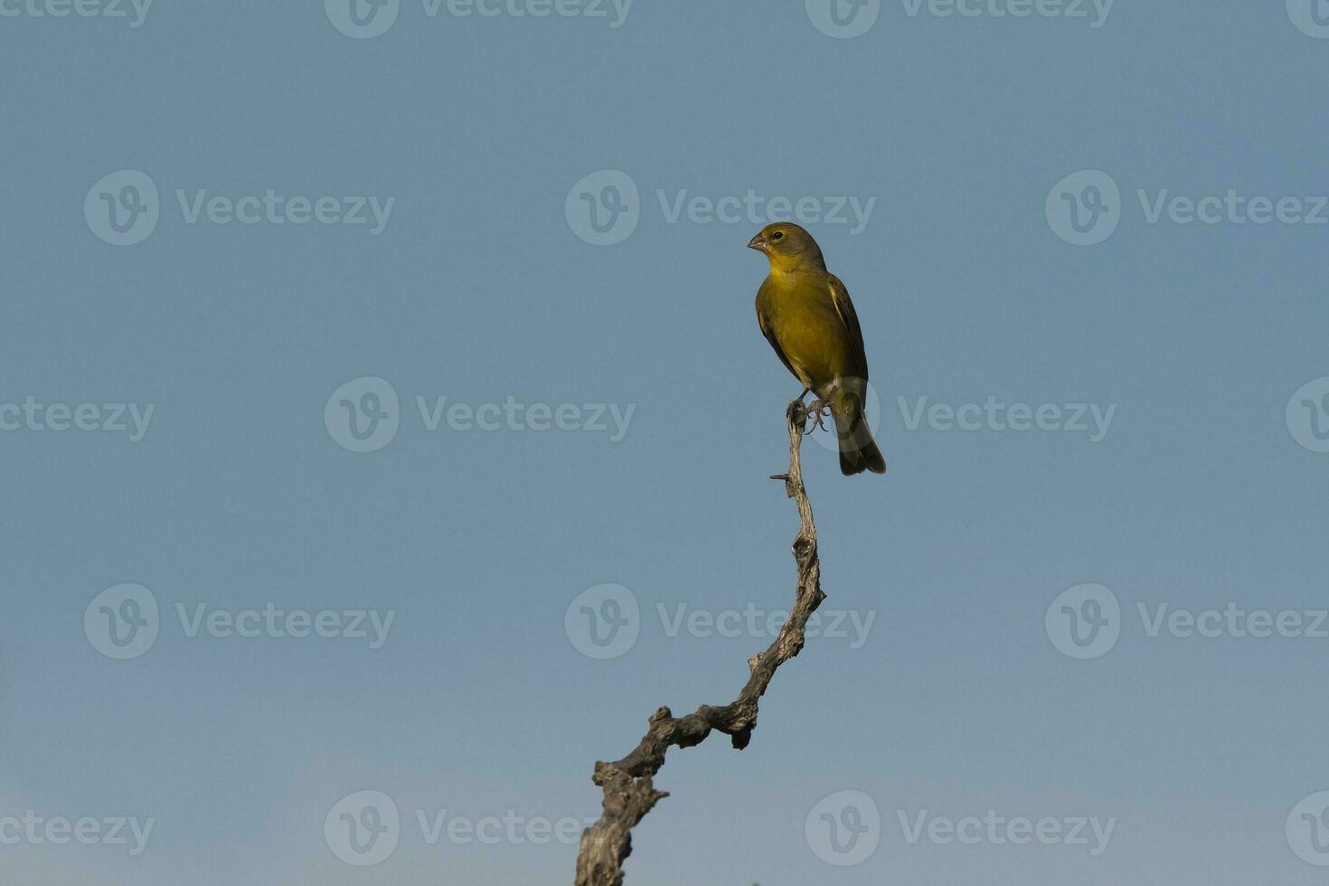 açafrão tentilhão ,sicalis flavéola, la pampa, Argentina. foto