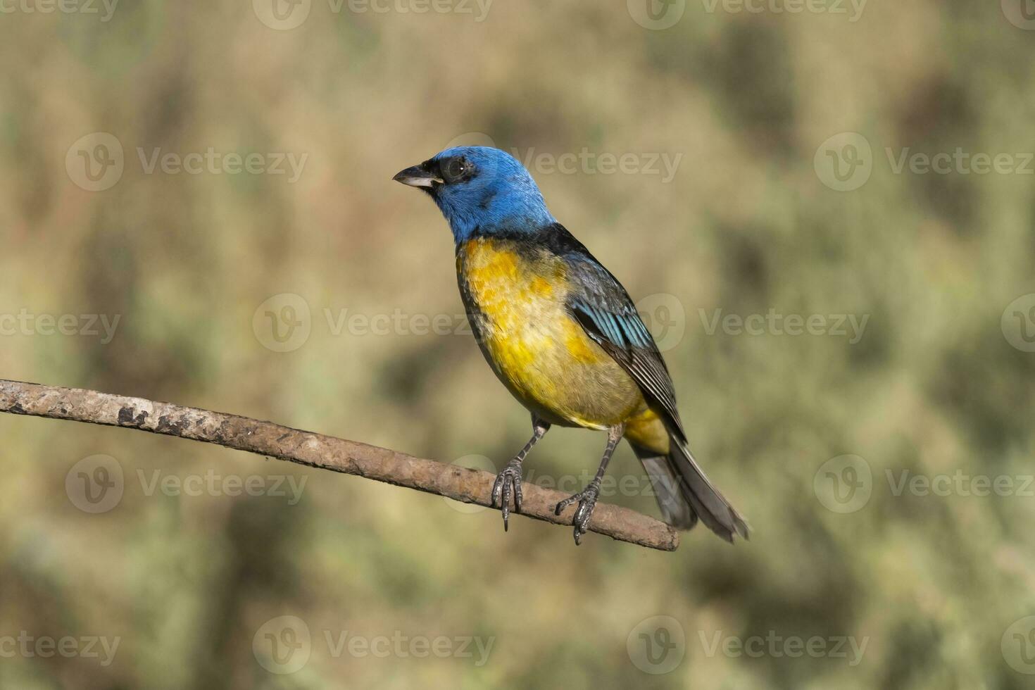 azul e amarelo tanager empoleirado, la pampa província, Patagônia, Argentina. foto