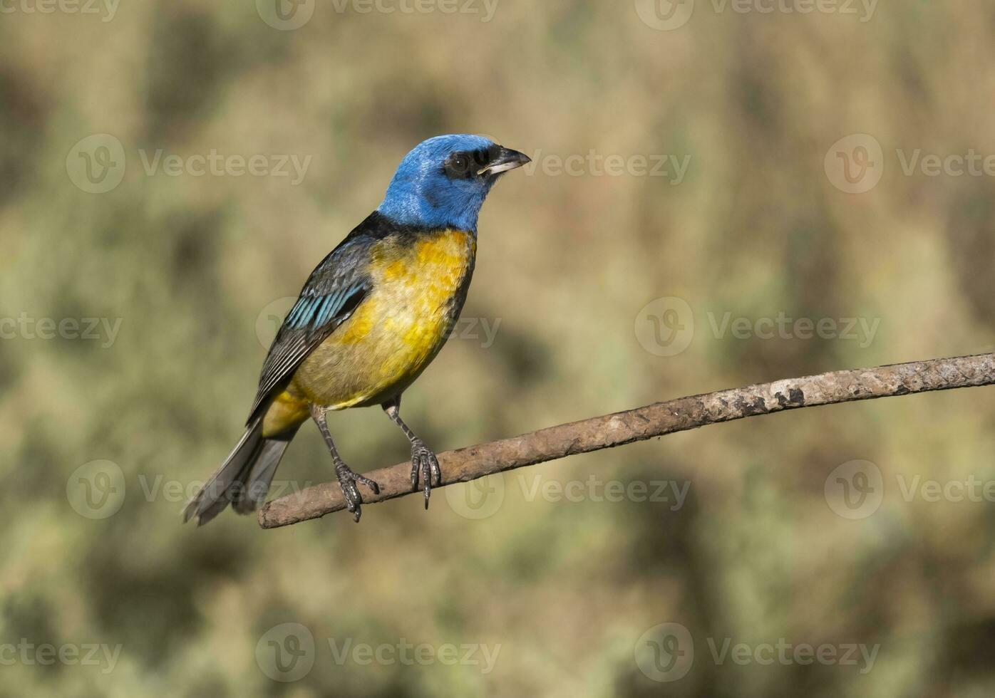 azul e amarelo tanager empoleirado, la pampa província, Patagônia, Argentina. foto