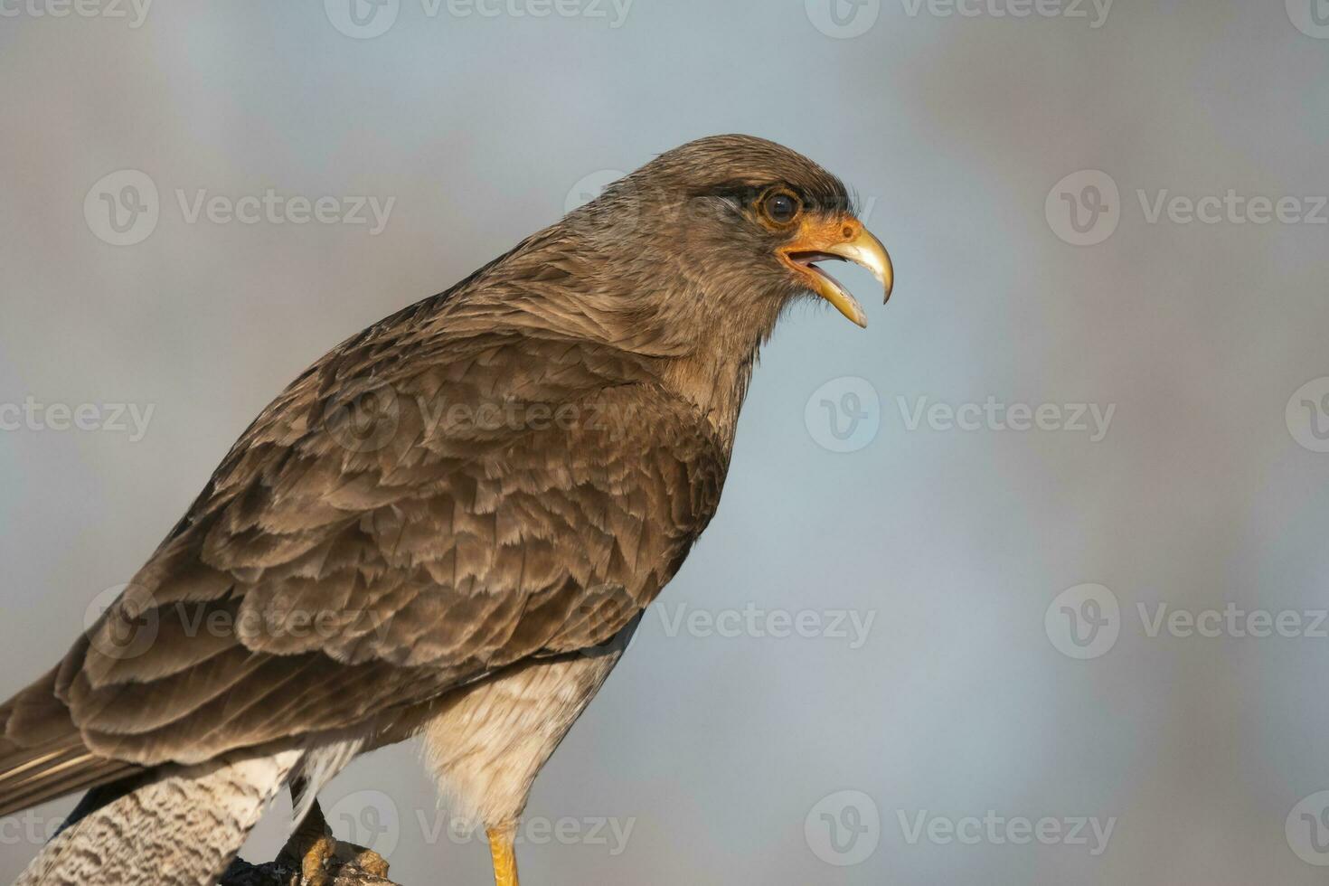 caracara chimango retrato , la pampa província, patagônia , Argentina foto