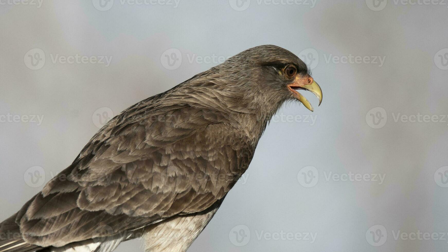 caracara chimango retrato , la pampa província, patagônia , Argentina foto